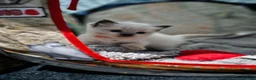 Ragdoll cats for sale: LOVELY BLUE EYED RAGDOLL KITTENS SEAL & LYNX POINT - Advert 15