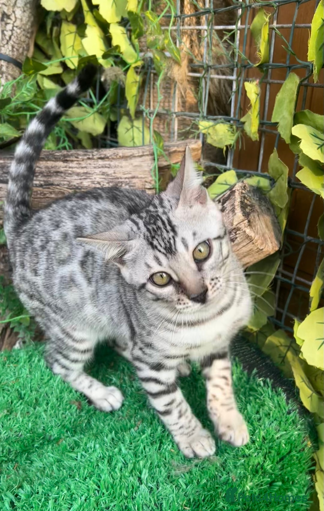 Bengal cats for sale: Two incredibly friendly TICA reg kittens  in Darwen - Image 10