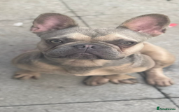French Bulldog dogs for sale: Isabella fawn French bulldog - Image 1
