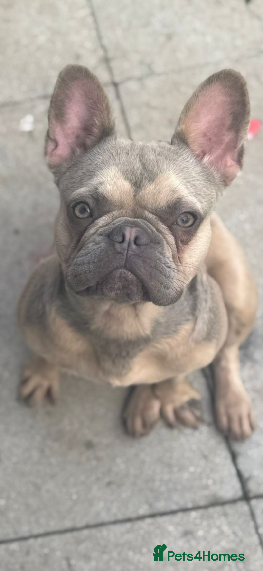 French Bulldog dogs for sale: Isabella fawn French bulldog - Image 1