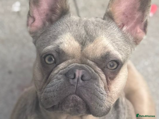 French Bulldog dogs - Advert 1