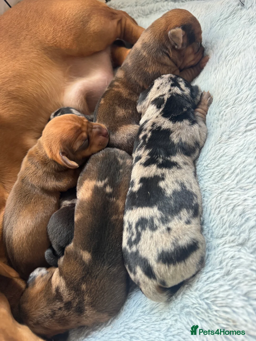 Dachshund dogs for sale: Dachshund Puppies  - Advert 3