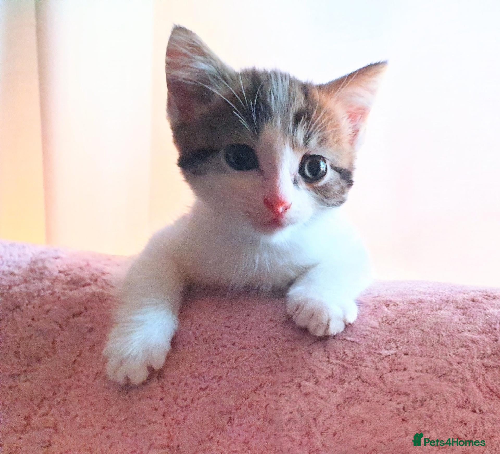 Mixed Breed cats Beautiful Male Kitten - Advert 13
