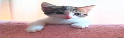 Mixed Breed cats for sale: Beautiful Male Kitten - Advert 1