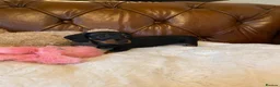 Miniature Dachshund dogs for sale: Adorable kc reg PRA clear miniature dachshunds  - Advert 7