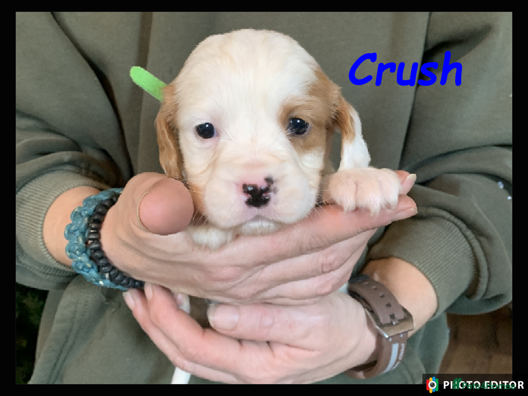 Cockalier dogs for sale: Beautiful Cockalier Pups – Loving Homes Await - Advert 15