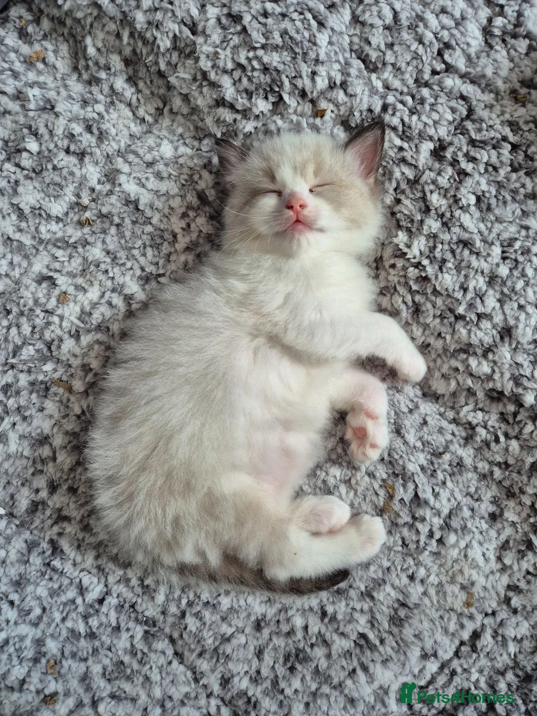Ragdoll cats for sale: Blue bicolour Ragdoll kittens - Advert 6