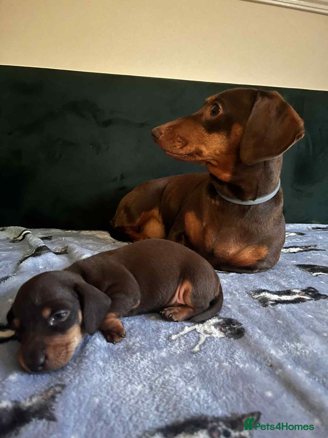 Dachshund dogs for sale: Perfect home  - Advert 3
