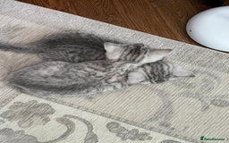 British Shorthair cats for sale: Three Precious Kittens - all 3 reserved  - Image 5