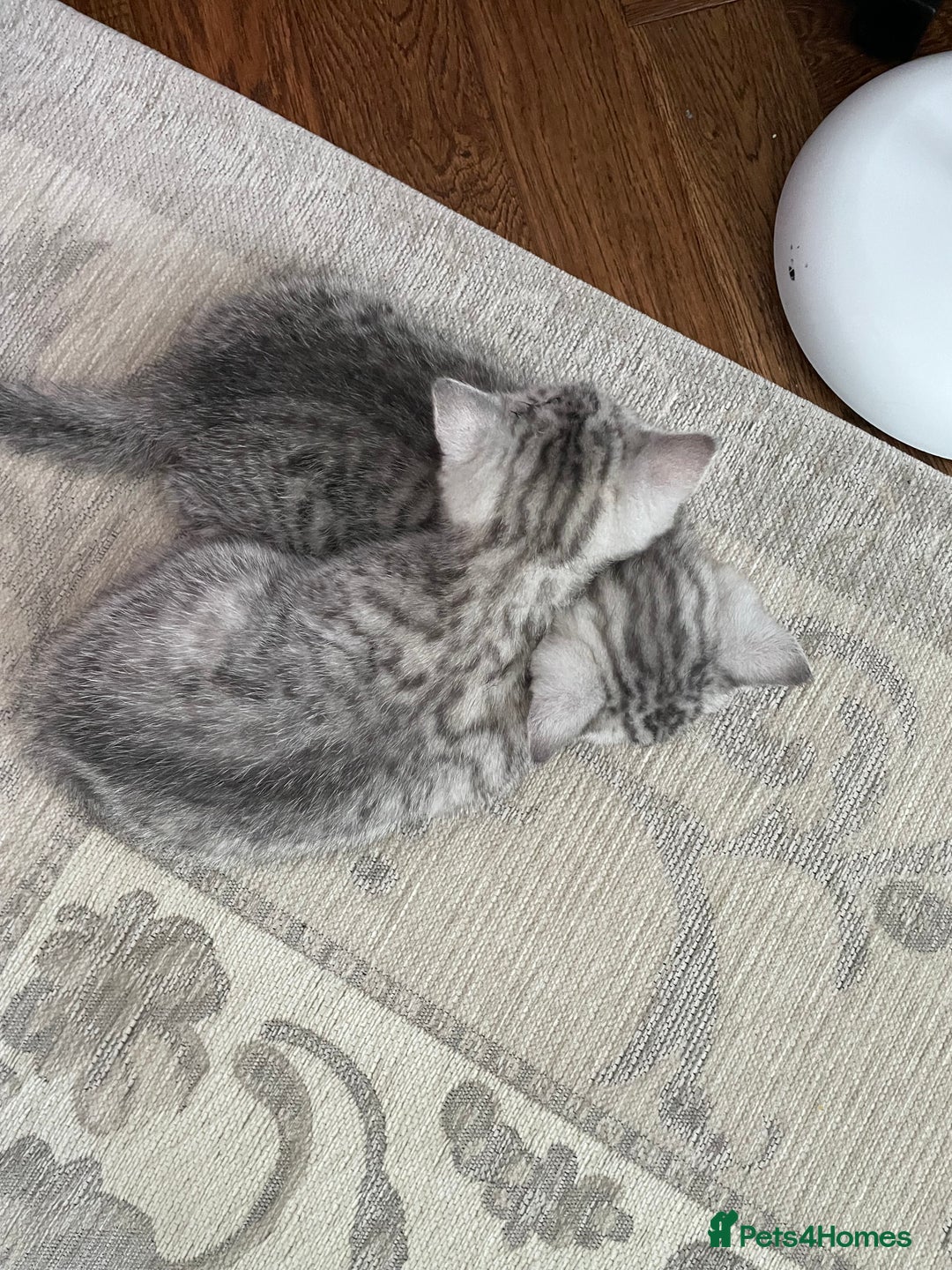 British Shorthair cats for sale: Three Precious Kittens - all 3 reserved  - Image 5