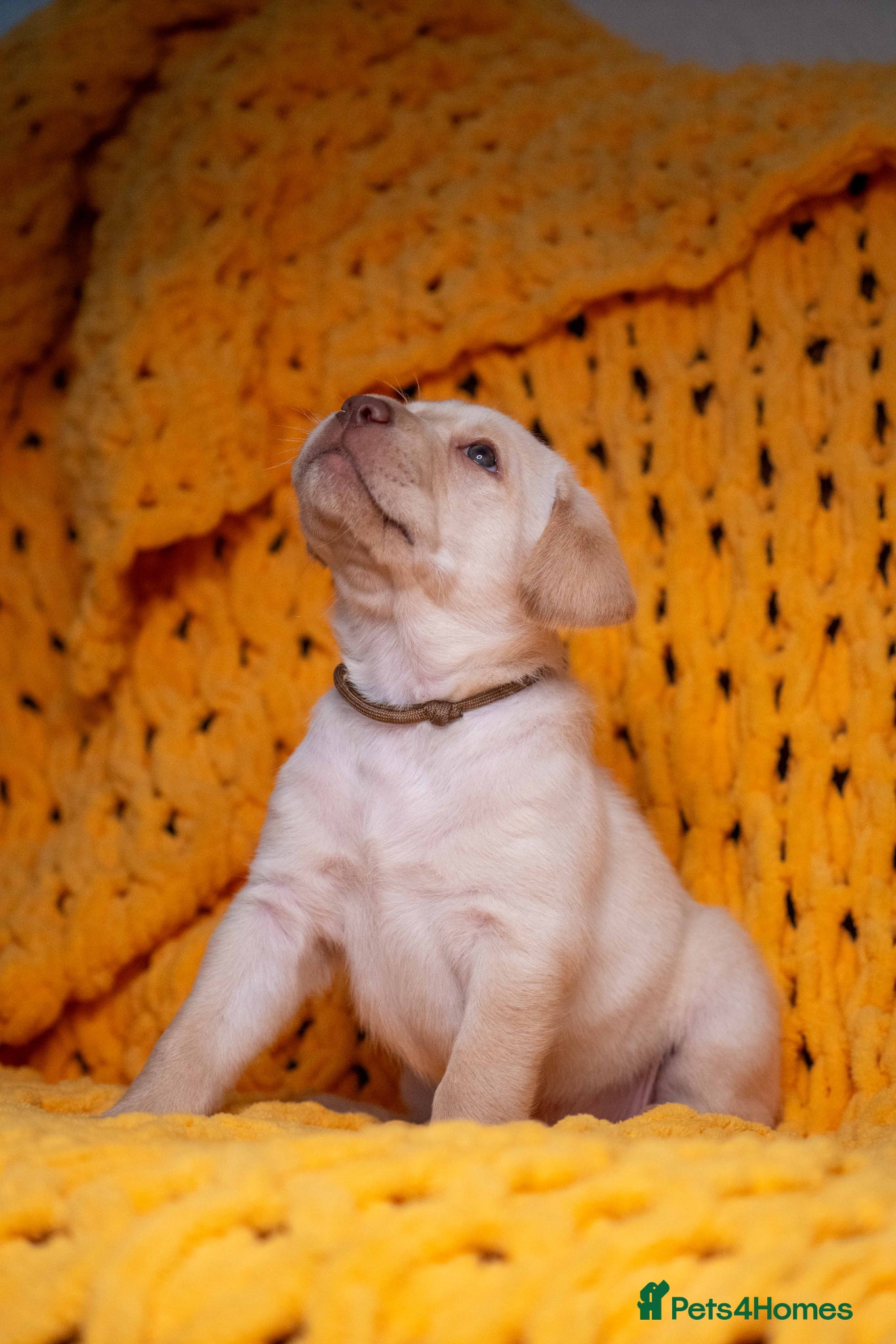 Labrador Retriever dogs LAST 4 CHUNKY LAB BOYS.Home-Raised Ready 8 Apr🐾 - Advert 1