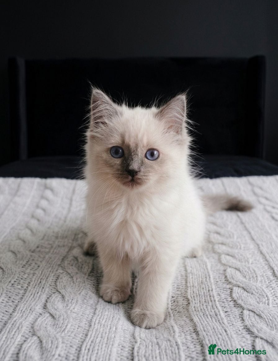 Ragdoll cats Purebred Ragdoll Kittens, Ready to Go - Advert 7