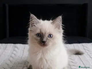 Ragdoll cats Purebred Ragdoll Kittens, Ready to Go - Advert 7