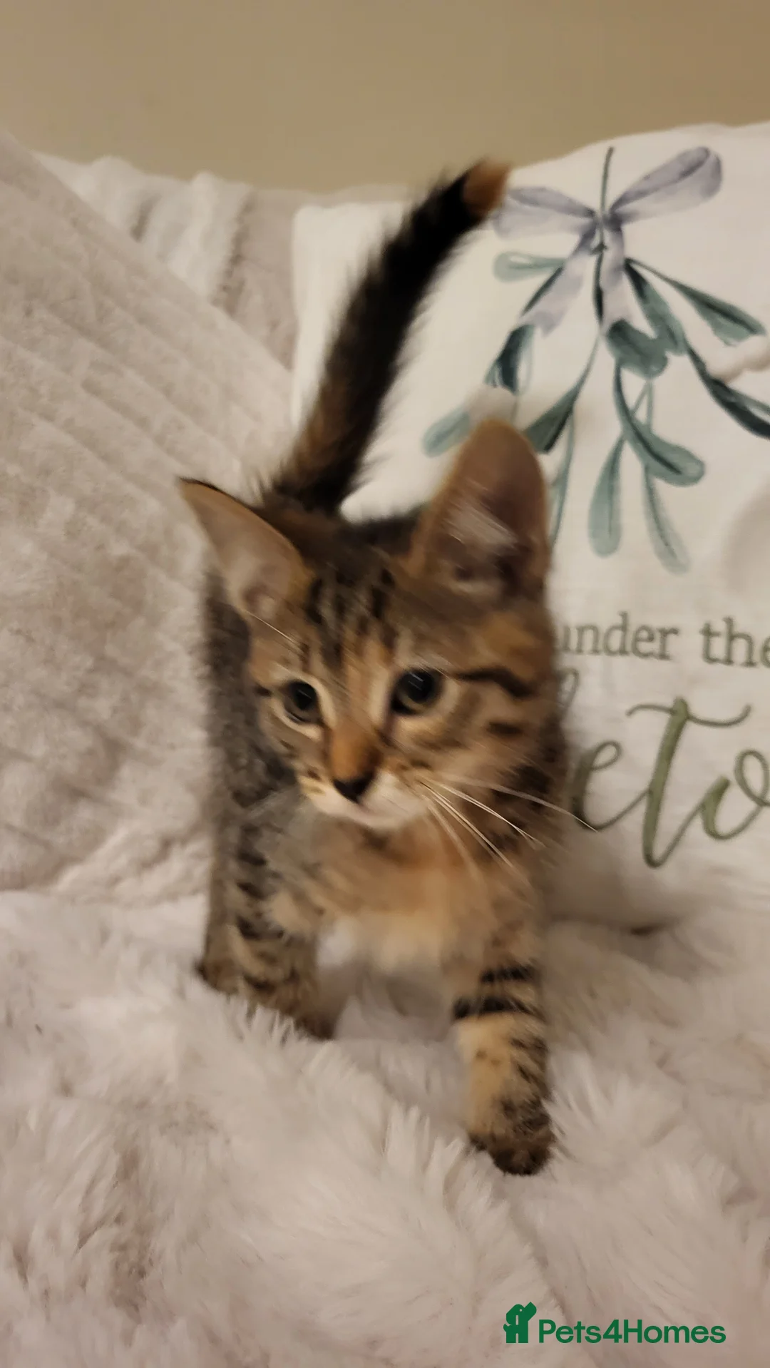 Mixed Breed cats for sale: Kittens READY NOW - Advert 14