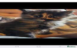Mixed Breed cats for sale: Very Fluffy  - Image 1