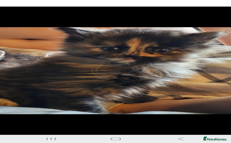 Mixed Breed cats - Advert 14