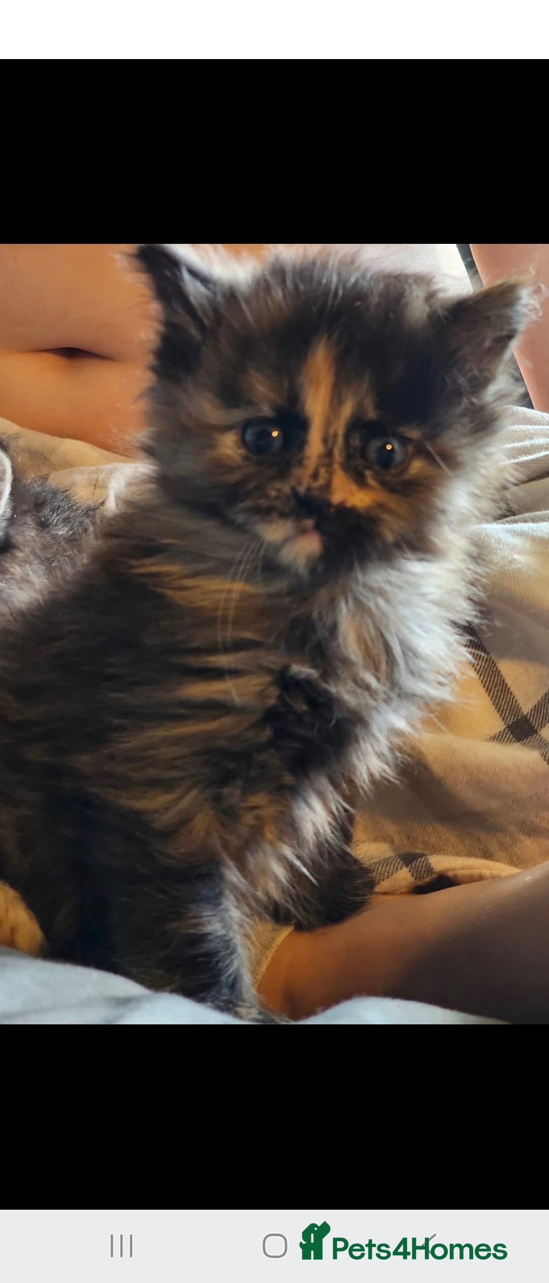 Mixed Breed cats for sale: Very Fluffy  - Image 1