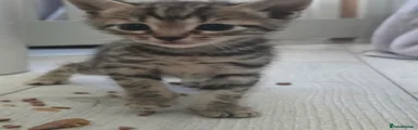 Bengal 5