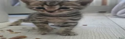 Bengal cats for sale: Bengal mix kittens - Advert 17