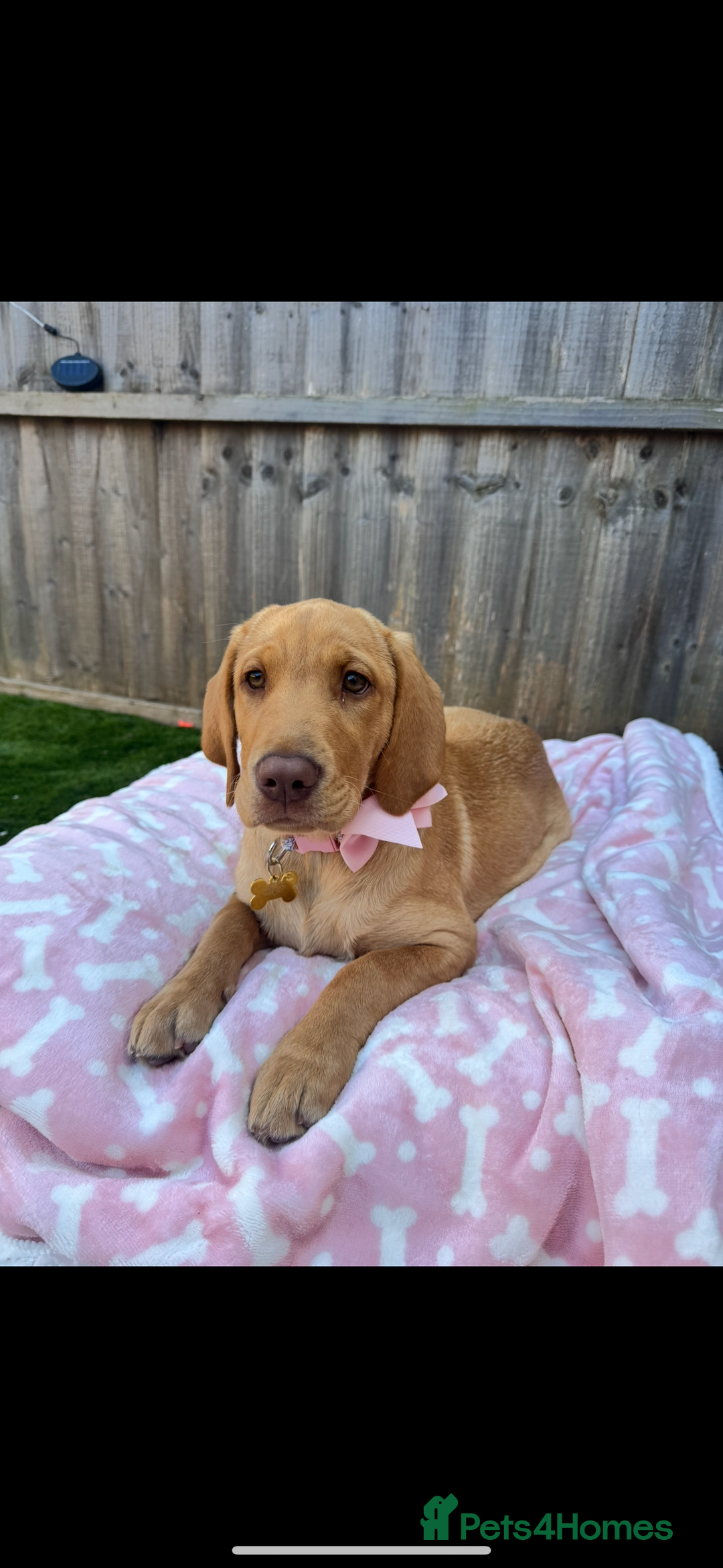 Labrador Retriever dogs for sale: 9 month old Labrador Retriever Girl  - Advert 1