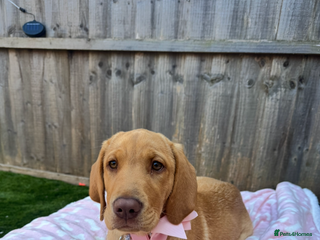 Labrador Retriever dogs 9 month old Labrador Retriever Girl - Advert 1
