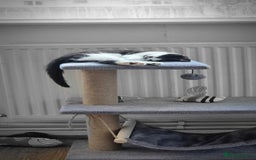 British Shorthair cats for sale: Simba Looking for a New Home - Image 3