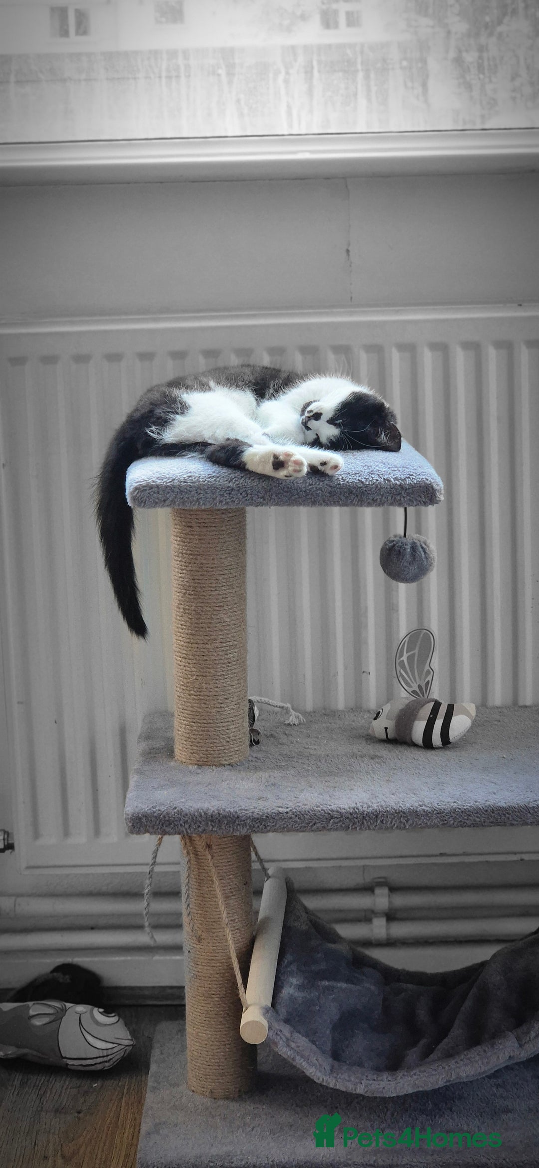 British Shorthair cats for sale: Simba Looking for a New Home - Image 3