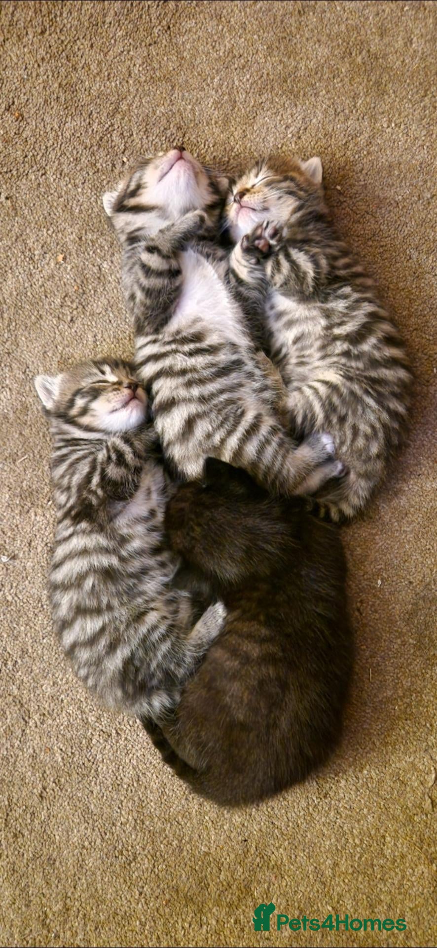Mixed Breed cats 4 gorgeous male kittens  - Advert 3