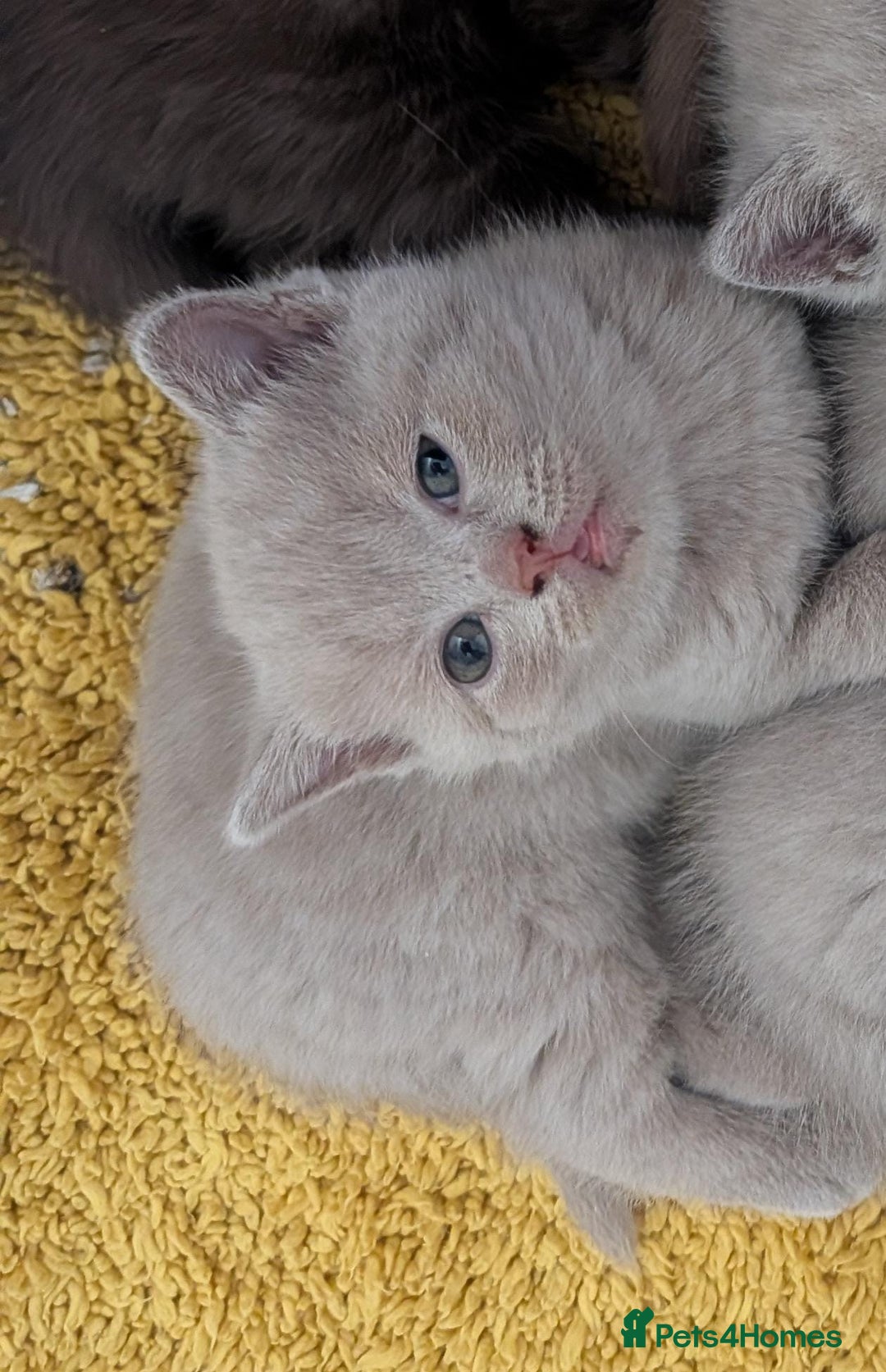British Shorthair cats for sale: Cute lilac british short hair girl - Advert 4