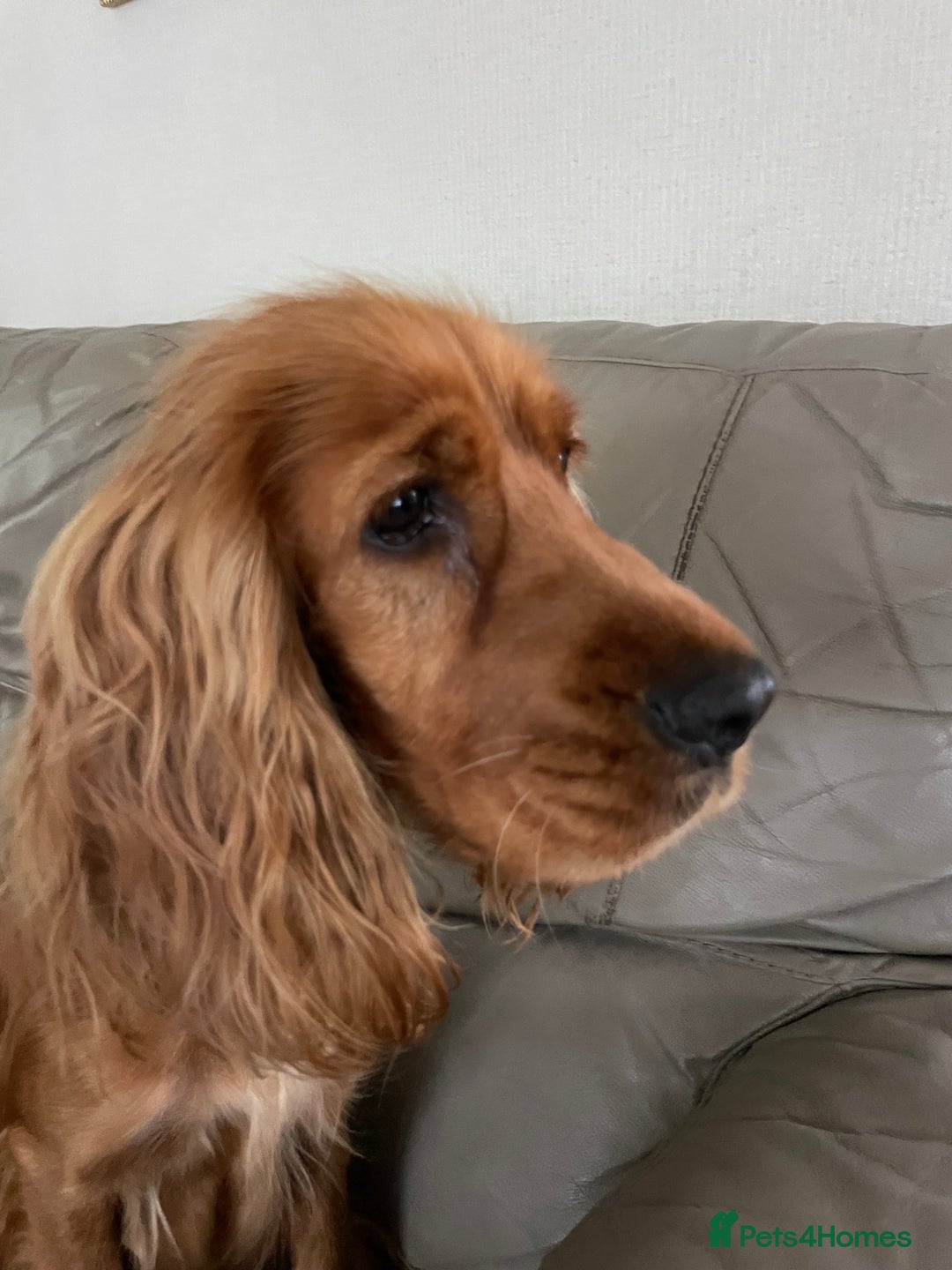Cockerdor dogs for sale: Outstanding working gun puppies  - Image 21