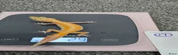 Leopard Gecko reptiles for sale: Various leopard geckos CB25 handleable.  - Advert 6