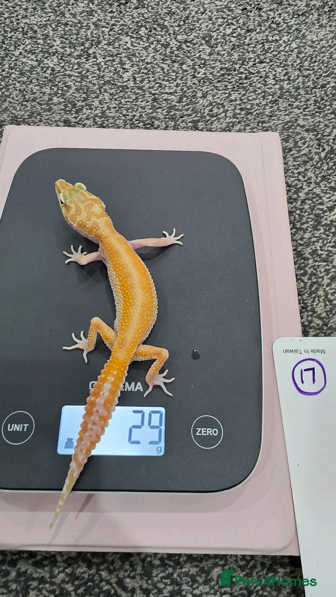 Leopard Gecko reptiles for sale: Various leopard geckos CB25 handleable.  - Advert 6