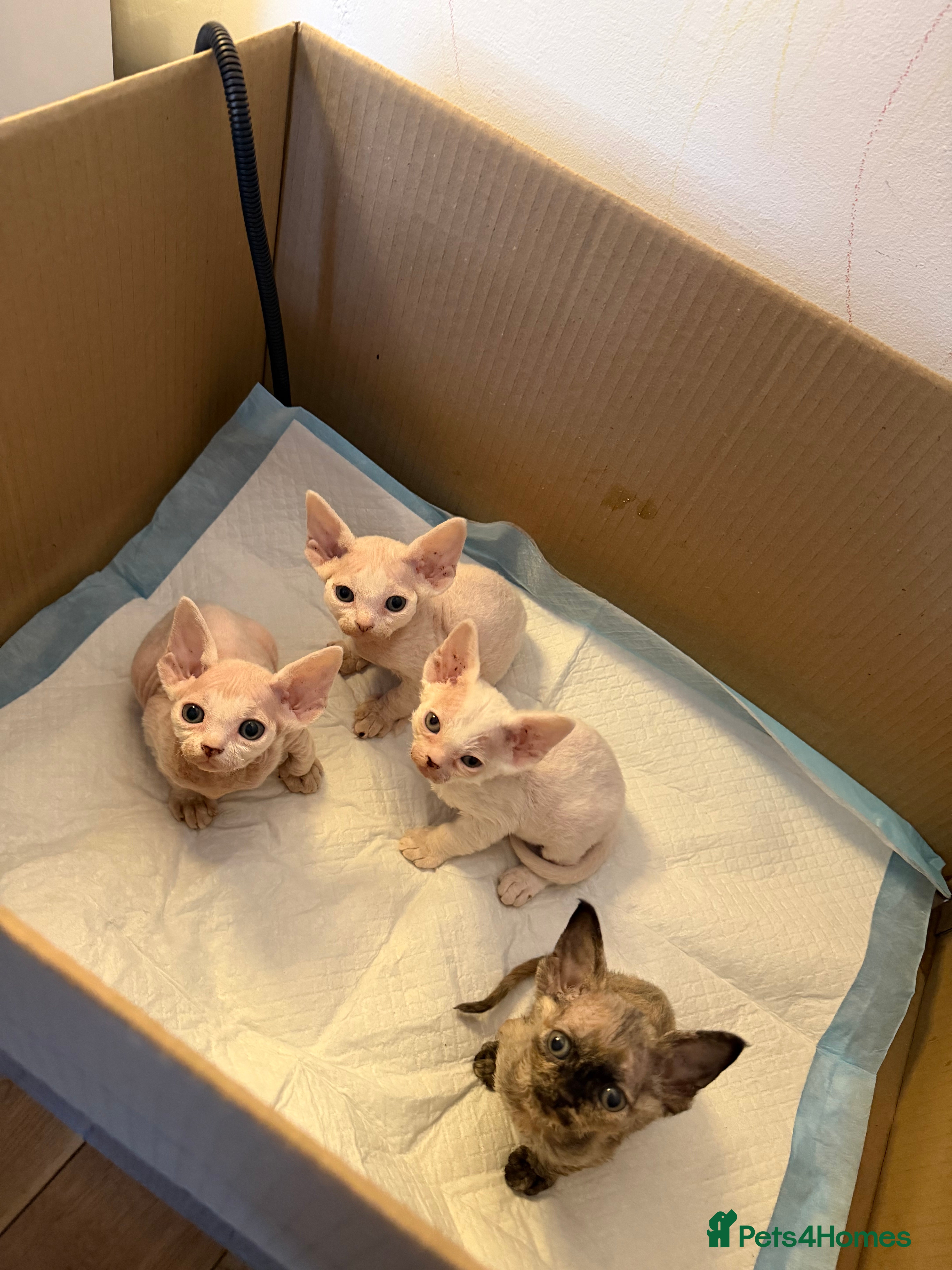 Devon Rex cats 🐾Adorable Devon Rex Kittens 🐾🌸 - Advert 9