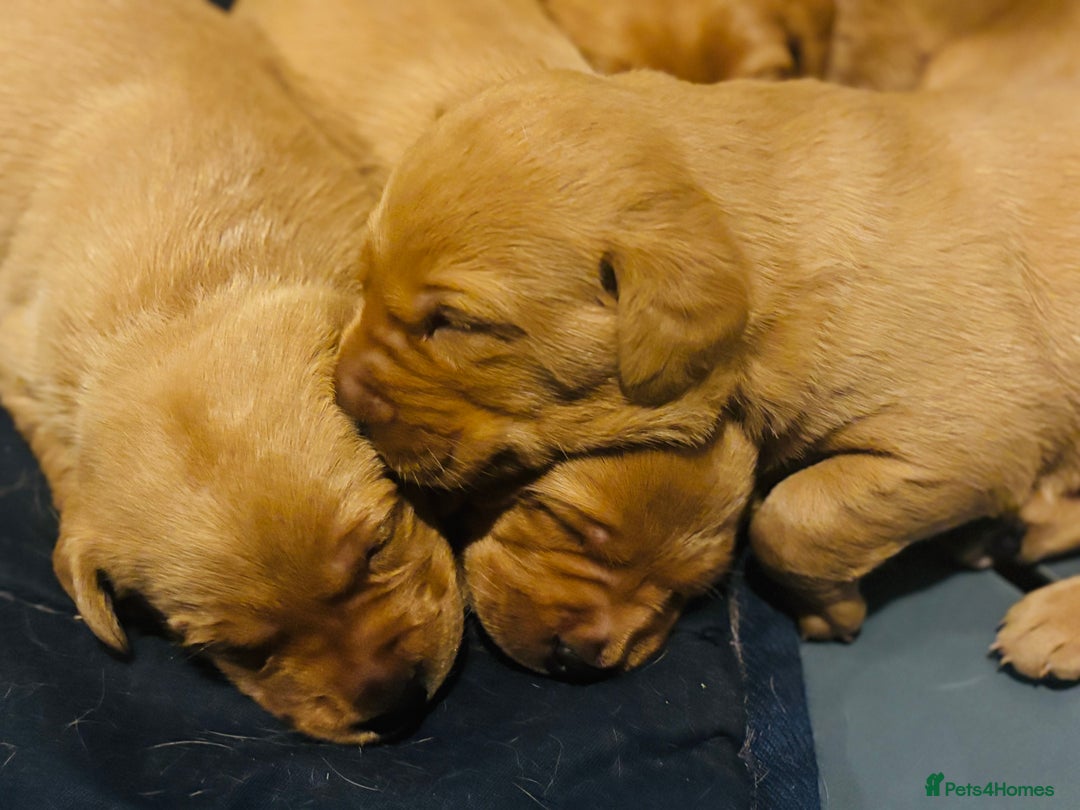 Labrador Retriever dogs for sale: Plump little Red Labrador Puppies! - Image 22