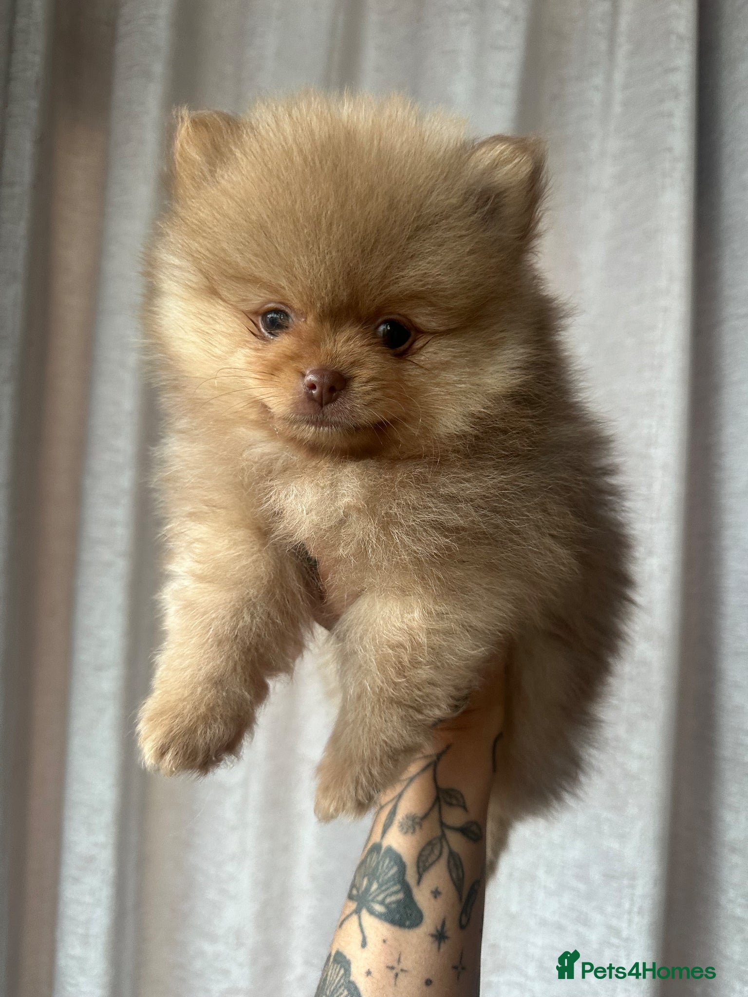 Pomeranian dogs READY TO GO🩵🐻2 stunning KC Pomeranian puppies🐻 - Advert 15