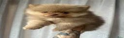 Pomeranian dogs for sale: READY TO GO🩵🐻2 stunning KC Pomeranian puppies🐻 - Advert 1
