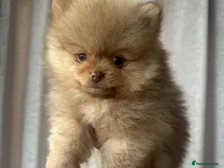 Pomeranian dogs READY TO GO🩵🐻2 stunning KC Pomeranian puppies🐻 - Advert 9