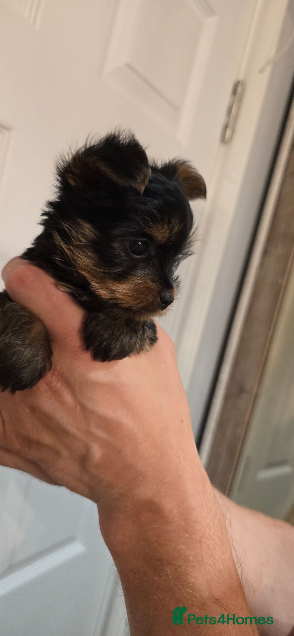 Yorkshire Terrier dogs Mini Yorkshire Terrier - Advert 12
