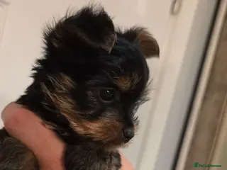 Yorkshire Terrier dogs Mini Yorkshire Terrier - Advert 1