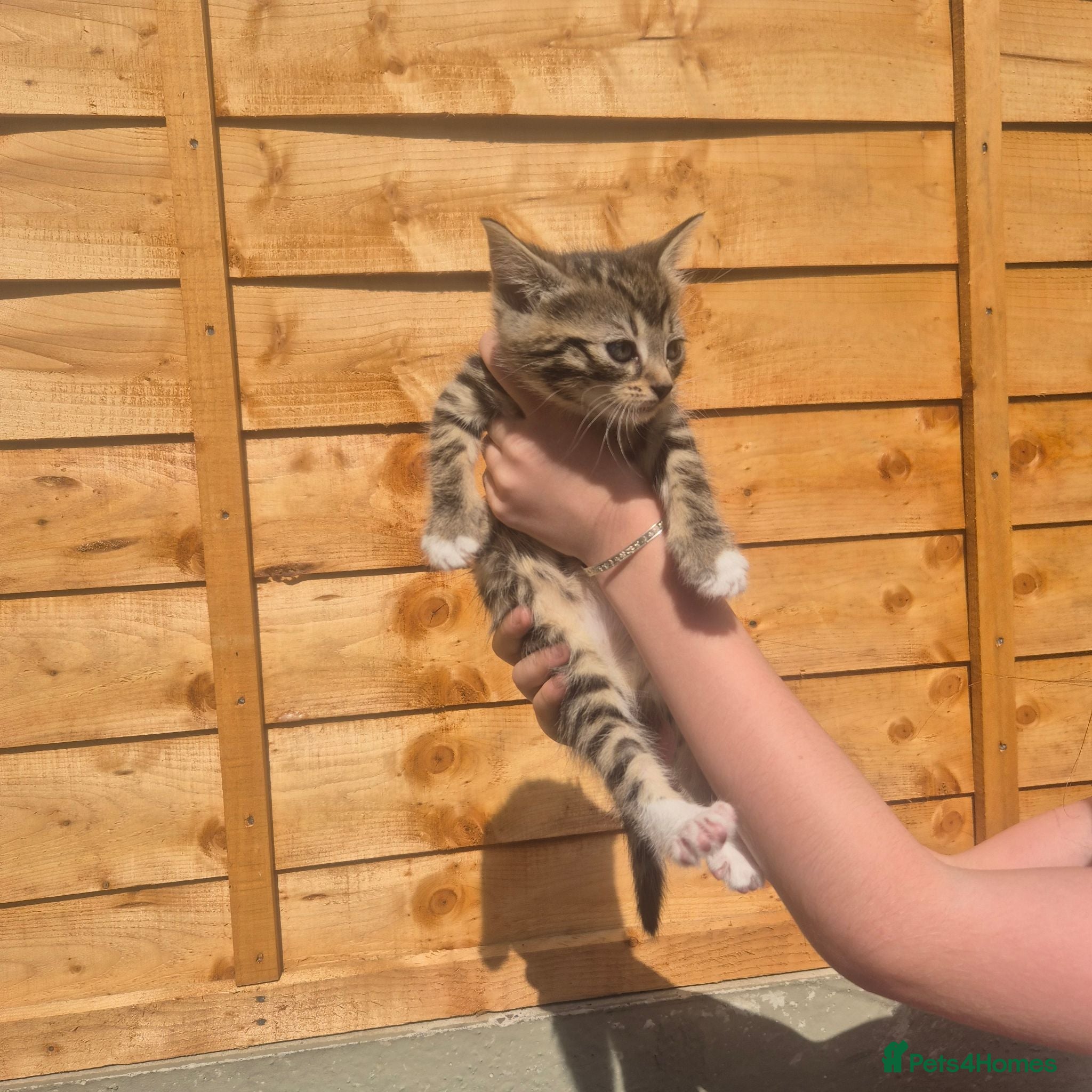 Mixed Breed cats Stunning bengal/maine coon mixed breed - Advert 2