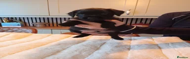 Patterdale Terrier 2