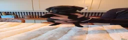 Patterdale Terrier dogs for sale:   nuttall and brae buck Patterdale Terrier pups - Advert 11