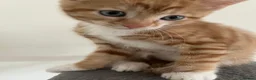 Mixed Breed cats for sale: 3 kittens for sale  - Advert 9