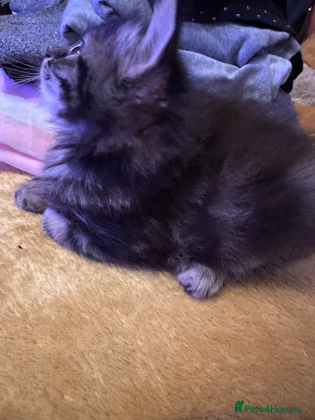 Mixed Breed cats for sale: Ragdoll Cross Kittens, 2 boys 1 girl - Advert 29