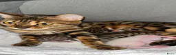 Bengal cats for sale: Beautiful pedigree bengal cats  - Advert 1