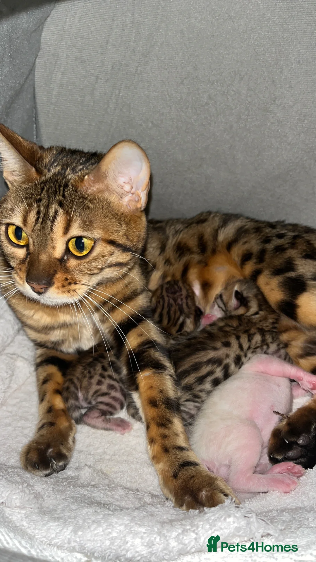 Bengal cats for sale: Beautiful pedigree bengal cats  - Advert 1