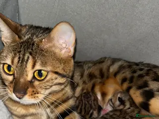 Bengal cats Beautiful pedigree bengal cats - Advert 4