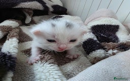 Mixed Breed cats for sale: Mixed kittens😻😽Ragdoll x domestic 🙀👌 - Advert 7