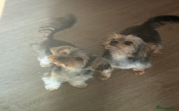 Yorkshire Terrier dogs for sale: Miniature yorkie - Image 13