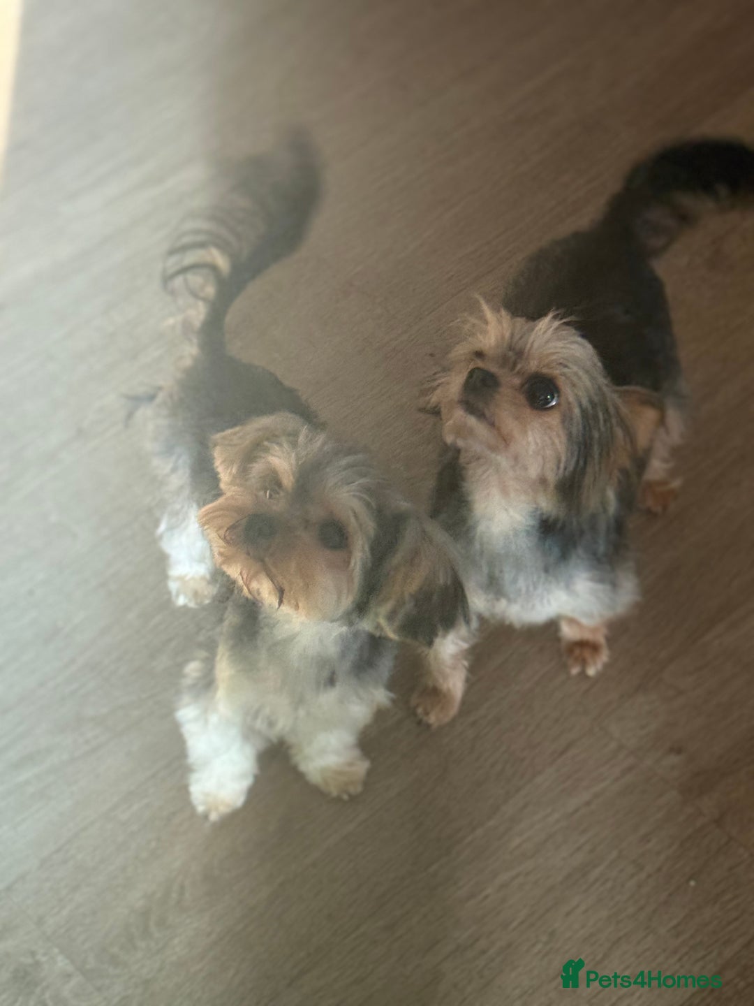 Yorkshire Terrier dogs for sale: Miniature yorkie - Image 13